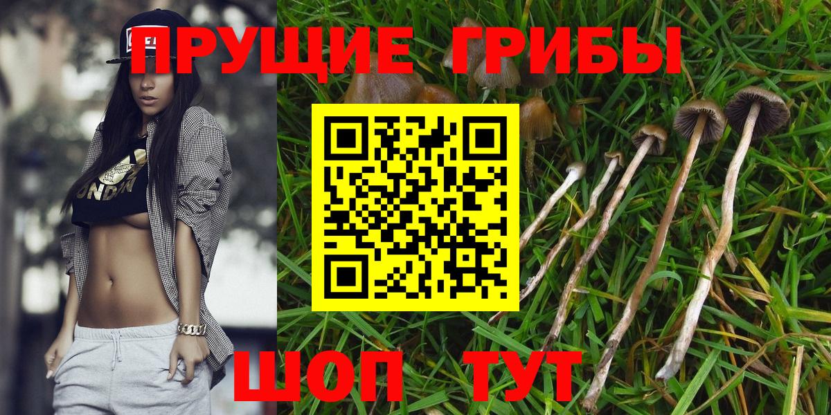 Псилоцибиновые грибы GOLDEN TEACHER  Вход с VPN  Тара 